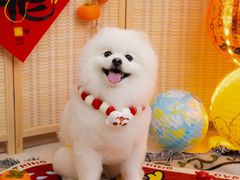 -Oh My Dog宠物沙龙(伊珊娜皮毛护理店)