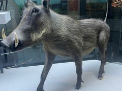 -国家自然博物馆