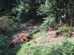 红熊猫-成都大熊猫繁育研究基地