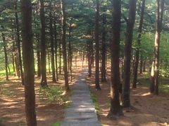 -黄椅山火山森林公园