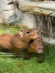 -Zoolung Zoolung动物主题公园(海信广场店)