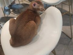 -飞行喵MR PILOT|猫舍·猫咖(静安大融城店)