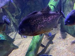 -瑞普利水族馆