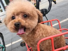 -帕帕拉兹宠物(亚洲旗舰店)