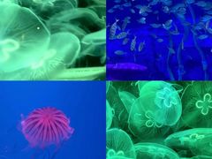 -海合安天津极地海洋公园