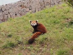 -青岛森林野生动物世界