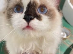-喵喵咪呀布偶猫咖(春熙路店)