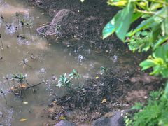 -东寨港红树林旅游区