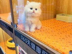-欣宠猫屋·矮脚拿破仑·蓝金金渐层