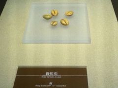 疁城印记_商骨贝币-嘉定博物馆