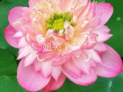 -云溪植物园