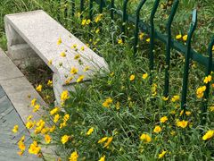 -菊花台公园