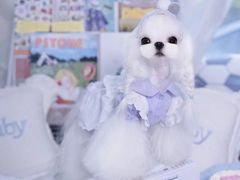 -萌宠之家·腊肠犬·马尔泰·小体犬舍