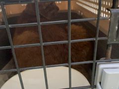 -瑞鹏宠物医院·宠保定点·心脏科·内科(御桥分院)