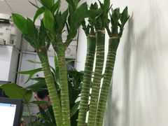 -龙大花卉苗木市场
