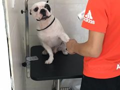 -翊宠yipet猫狗购宠庄园犬舍•猫舍