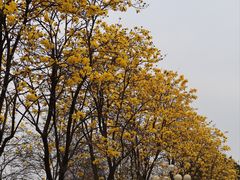 -洲头咀公园