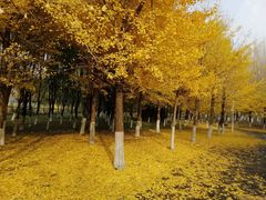 -长白岛森林公园