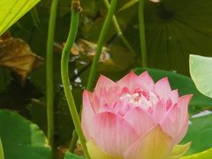 -天津水上公园