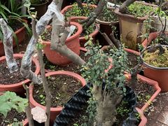 -铁山坪森林公园