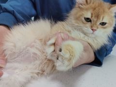 -嘉馨宠物医院·CT影像转诊·心脏科·犬猫全科诊疗中心(下沙大学城院区)
