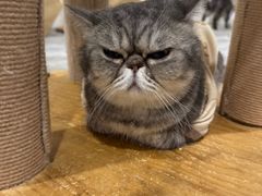-楼上猫咖(罗湖店)
