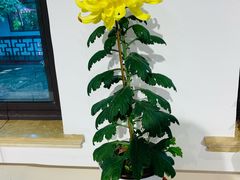 -汇龙潭