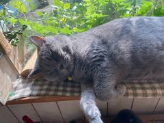 -海边的猫和咖啡馆