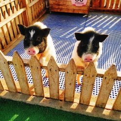 -萌宠亲子动物乐园(槐房万达店)