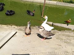 -武汉紫薇都市田园