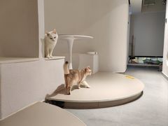 -琪喵猫屋·撸猫猫咖·猫舍