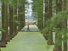 -渌洋湖湿地公园