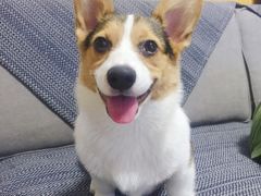 -熊小胖宠物生活馆(天华园店)