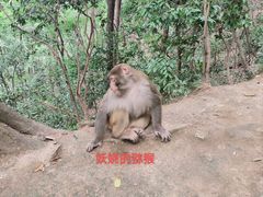 -黔灵山公园