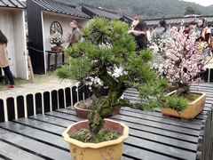 -香雪海