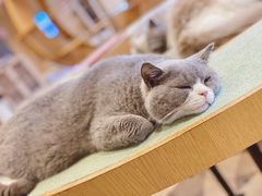 -CAT’S MEWSTAR CAFE·喵星球猫屋(晴湾咖啡店)