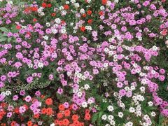-天适樱花悠乐园