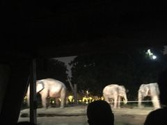 -清迈夜间动物园