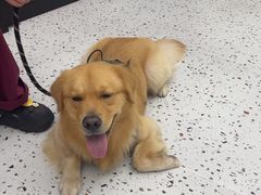 -瑞派康怡24h宠物医院·犬猫医疗中心·微创绝育(瑞景分院)