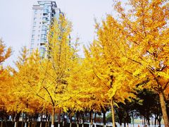 -西北湖绿化广场