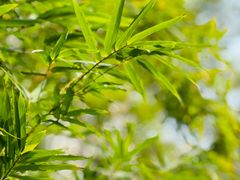 -重庆市江北嘴中央商务区中央公园