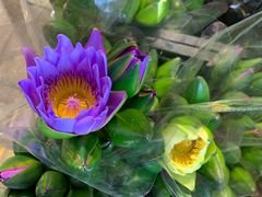 -溪岸路花鸟市场