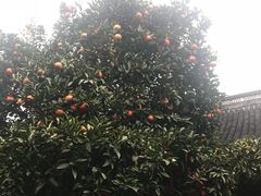 -王阿姨文昌油赞子(府桥街店)