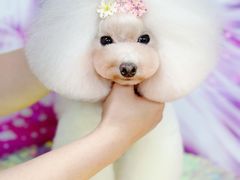 -鑫艺宠物美容培训学校