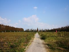 -上海长兴岛郊野公园