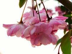 -高东镇樱花园