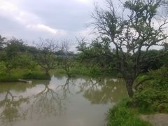 -鹤之洲湿地公园