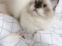 -伟伟宠物医院·CT影像中心·瑞派犬猫综合性门诊(汉口总院)