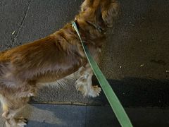 -顺强宠物诊所·狂犬免疫·夜诊·骨科(嘉定店)