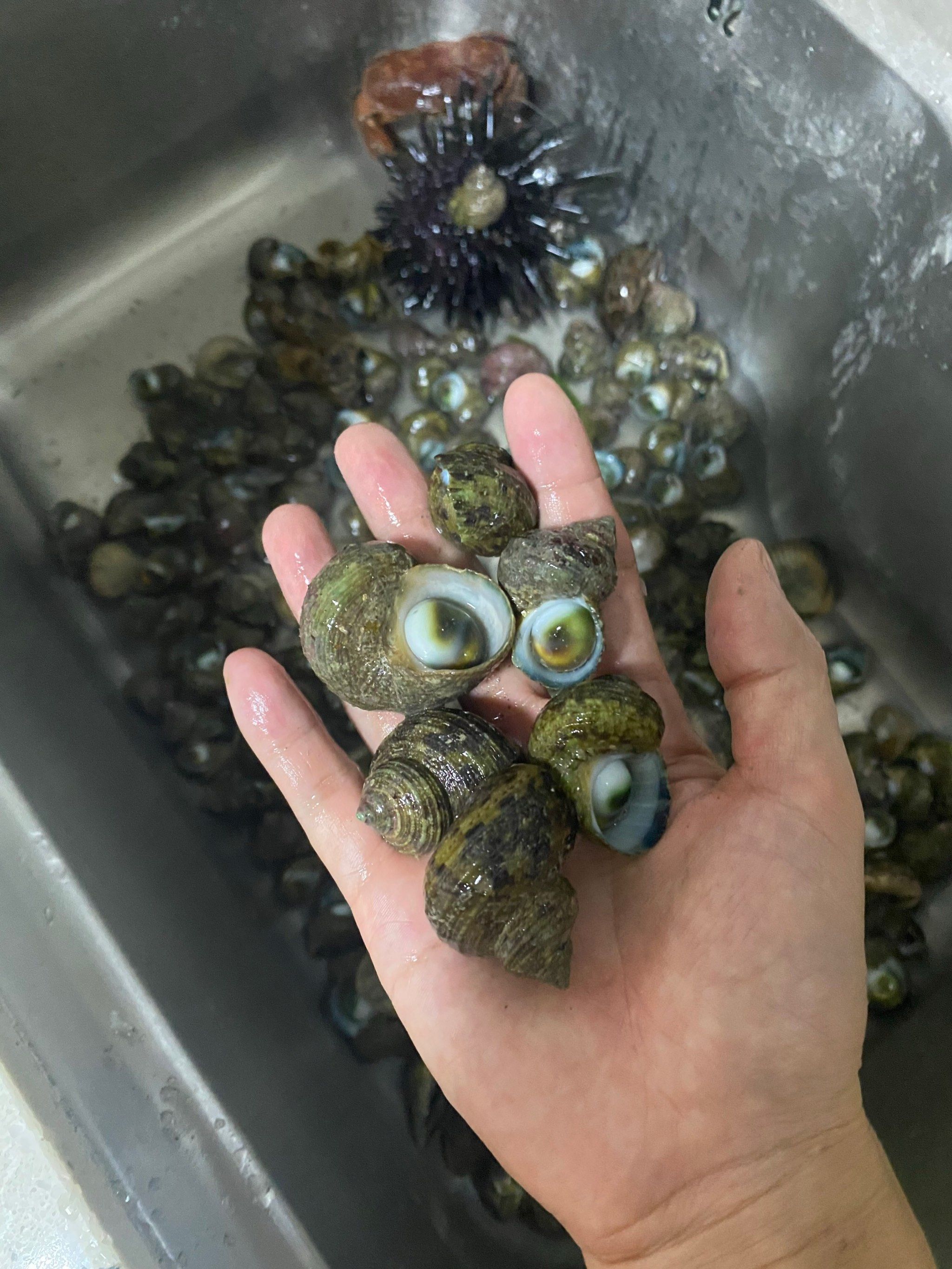 满海牛眼螺,不敢多捡,根本不敢多捡